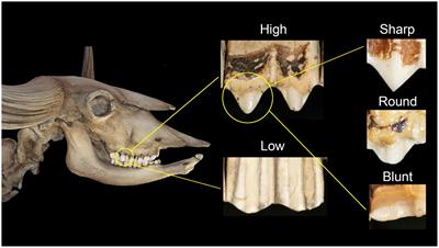 Sharpening the mesowear tool: geometric morphometric analysis of cusp shape and diet in ruminants